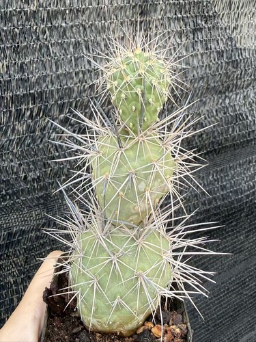 Tephrocactus geometricus spine