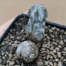 Astrophytum onzuka "BLIND"