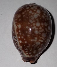 55 mm GRANDE conchiglia