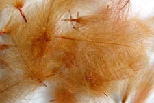 1g Plumes de Cul Canard (CDC) Brun Roux / Fiery Brown feather tying fly montage