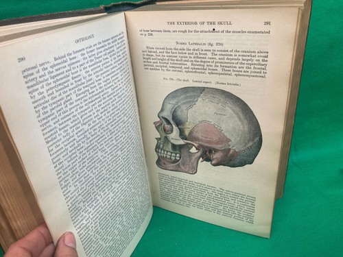Anatomy descriptive and - anatomy,