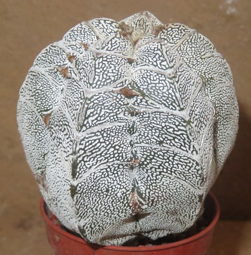 Astrophytum myriostigma - , cv