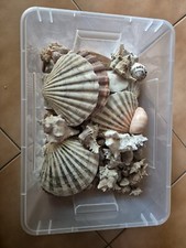 Collezione di Conchiglie varie