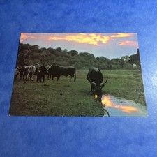 CARTOLINA A COLORI COLLEZIONE