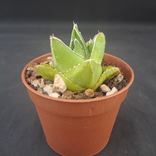 Agave victoriae reginae - agave, f