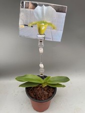 Paphiopedilum charlesworthii