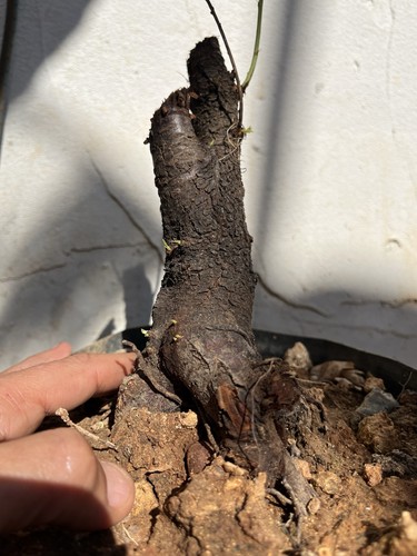Mandorlo bonsai yamadori - yamadori, di