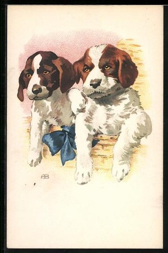 Due cuccioli san - due, di