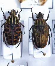 COPPIA Lophorrhina quinquelineata, Scarabeidae, Cetonidae, Togo