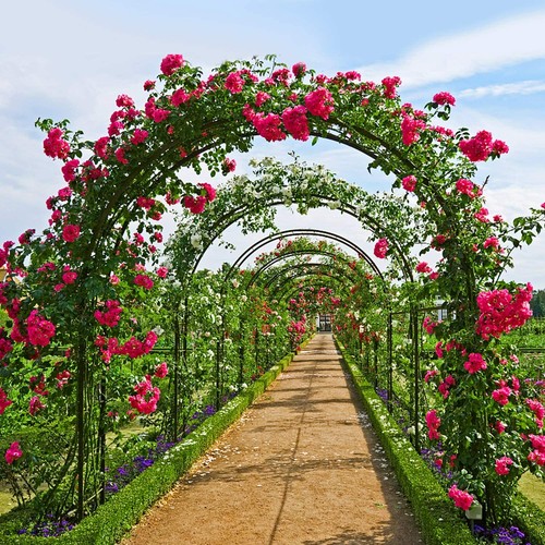 Arco per rose - , supporto