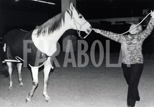Foto vintage Cavalli, 1981, Esibizione dei cavalli, Stampa 20 x 25 cm