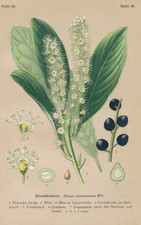 Prunus laurocerasus lauro - prunus,