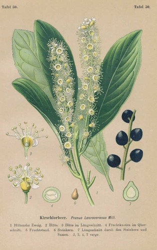 Prunus laurocerasus alloro - prunus,