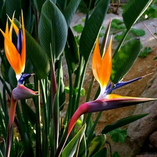 Strelitzia reginae uccellino - strelitzia, reginae,