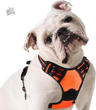 Pettorina Cane Taglia Media