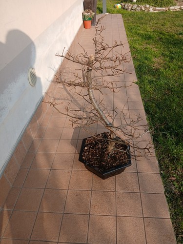 Bonsai carpino bianco - bonsai,