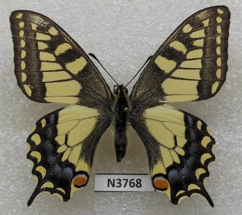 Papilio machaon fiume - papilio, 1