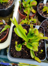 Dionaea Muscipula pom pom "GJ