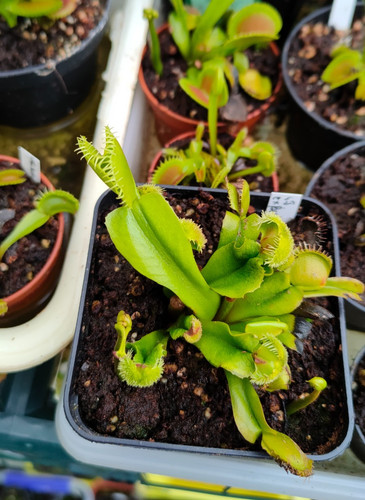 Dionaea muscipula pom gj - dionaea,