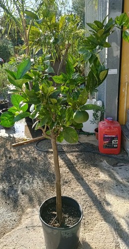 Pianta arancio navel - pianta, di