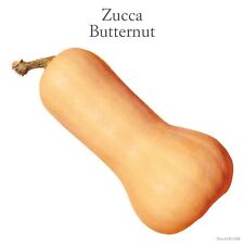 Zucca Butternut 20 Semi
