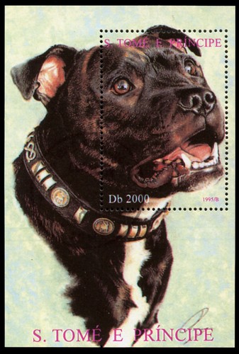 Staffordshire bull terrier dog - bull,