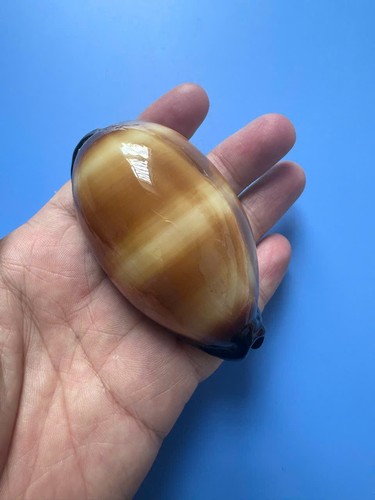 Cypraea talpa f - 82,8, mm