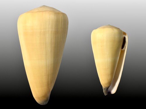 Conidae conus virgo bohol - virgo,,
