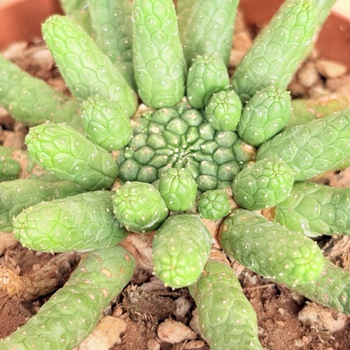 Euphorbia esculenta pot - ,,