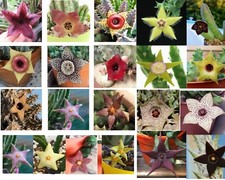 3 TALEE NON RADICATE, RANDOM tra Stapelia, Huernia, Orbea, Black Friday