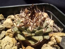 Turbinicarpus alonsoi from - turbinicarpus,