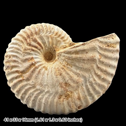Taramelliceras anar - taramelliceras,