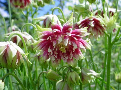 Aquilegia vulgaris nora - aquilegia,