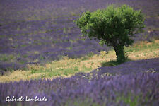 LAVANDA VERA DI PROVENZA, 100