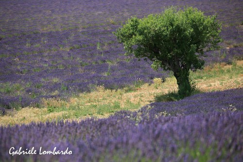 Lavanda vera provenza 100 - di, provenza,