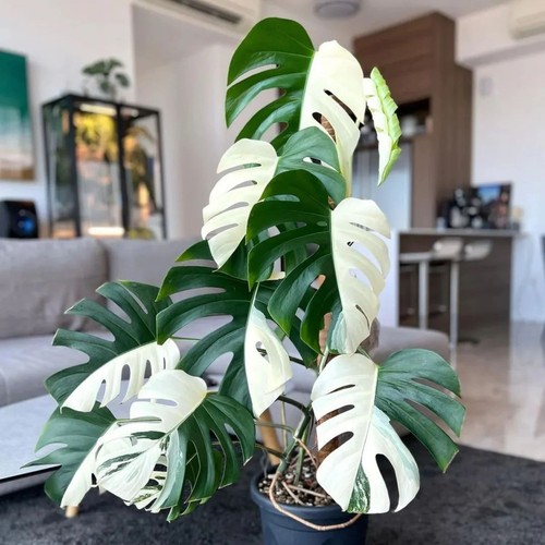 Monstera mezzaluna albo - albo, house