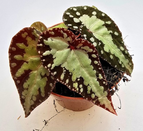 Bellissima begonia silver moon - begonia,