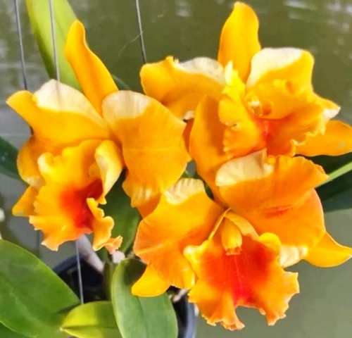 Cattleya rlc miss thailand - rlc.,