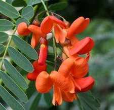 Sesbania punicea -  - Albero