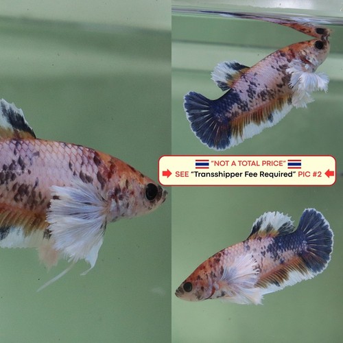 Live betta fish - fish, (thailandia)