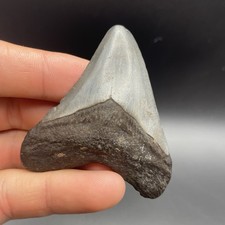 Megalodonte dente vero - megalodonte,