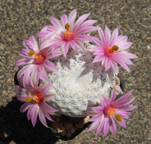 Mammillaria herrerae forma - mammillaria,