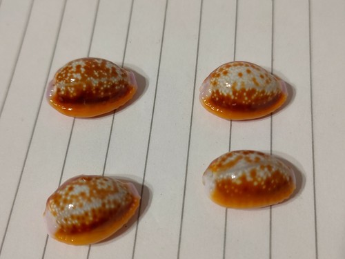 Conchiglia shell cypraea - conchiglia,