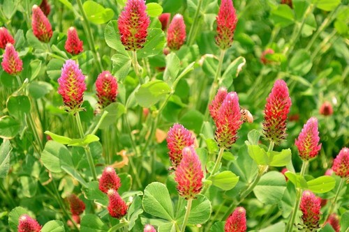 Fifoglio incarnato trifolium - incarnato,