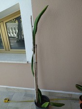 Pianta Di Pitaya, Dragon Fruit, Frutto Del Drago, Cactus, Hylocereus Undatus.