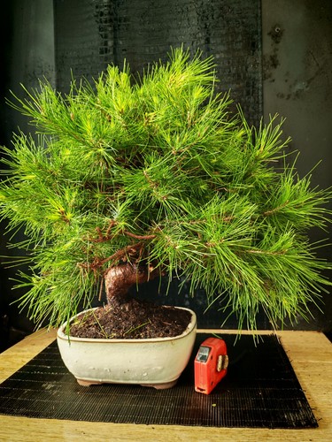Bonsai pino halpensis cm - bonsai,