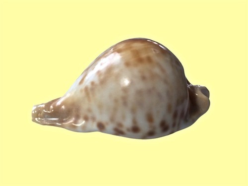 Cypraea umbilia - cypraea,,