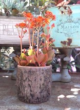 New Pottery Catus Flower Plant