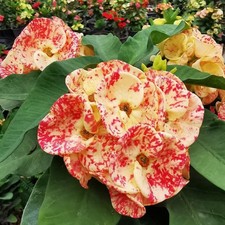 Corona di Spine Thai Ibrido Gioiello Goccia Pianta di Cristo Euphorbia Milii