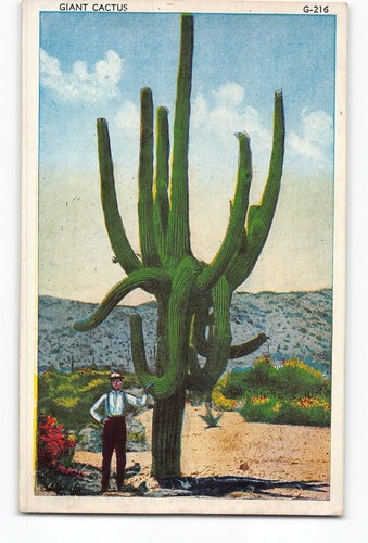 Cartolina cactus gigante - cartolina,